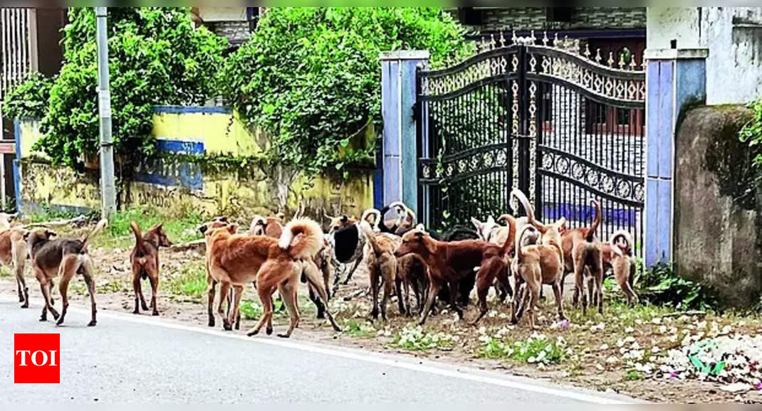 Stray Dogs: Haveri city grapples with rising menace of stray dogs ...