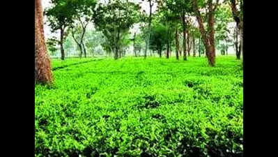 Lockout withdrawn in Pathini Tea Estate, work to resume today