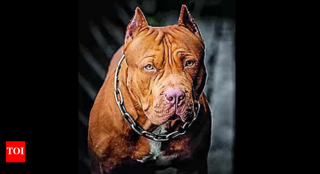 Pit bull attack puts jawan in ICU; owner booked Meerut News Times
