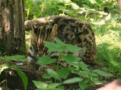 Rare leopard cat spotted in Maharashtra’s Pench Tiger Reserve for the first time!