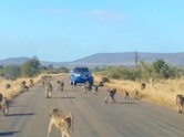 Watch: Leopard engages in all-out brawl with 50 baboons