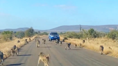 Watch: Leopard engages in all-out brawl with 50 baboons