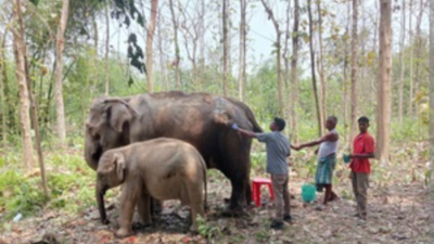 Tripura govt starts installation of radio collars on wild elephants to track movement