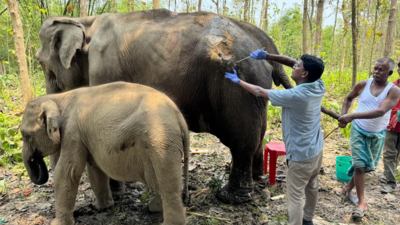 Anant Ambani's Vantara lauded for timely rescue of ailing elephant