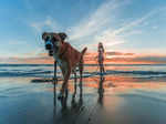5 ways to keep your furry friend healthy during summers