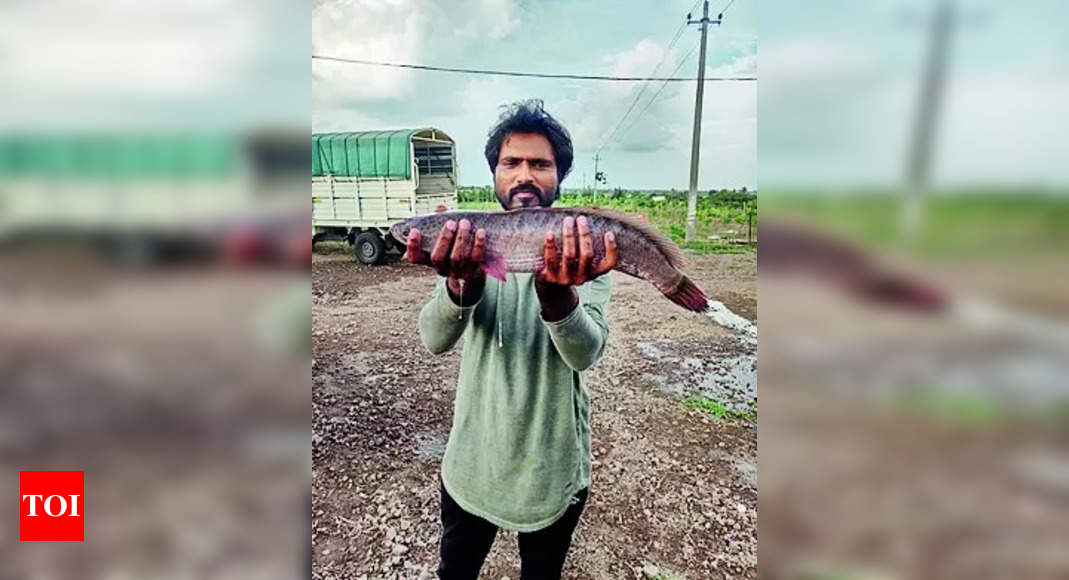 Techie suffers severe loss as 17,000 fish die due to heatwave