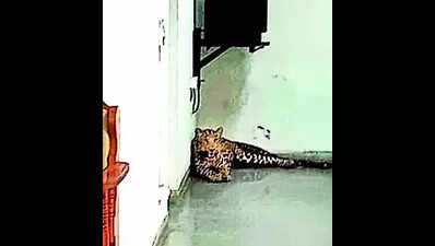 Leopard lounges at guest room of this Maharashtra university campus, later rescued