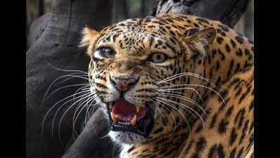 2 villagers heading to booth attacked by leopard in Shahjahanpur
