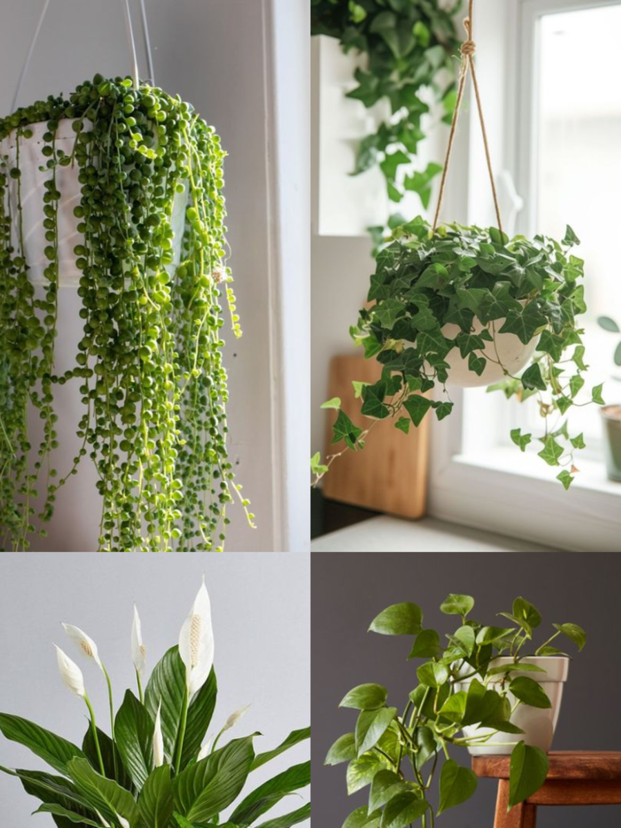 10 Hanging Plants That Absorb Humidity | Times Now