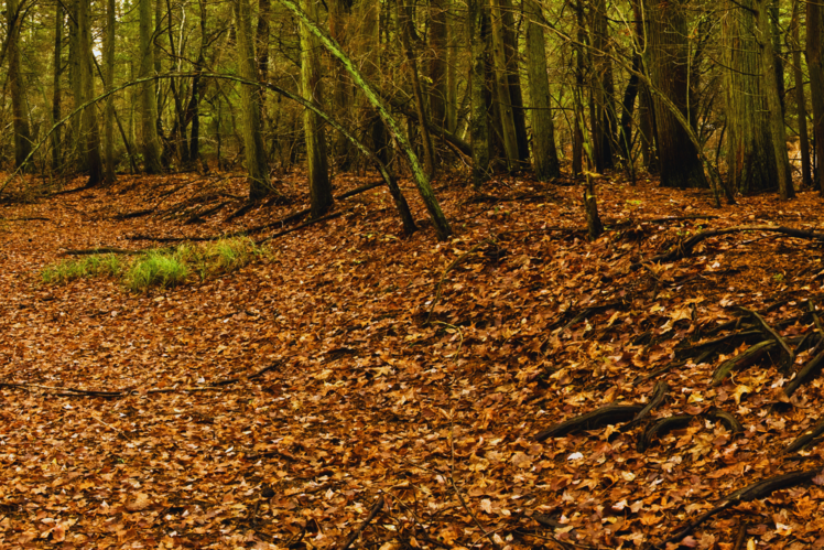 Pine Barrens, US