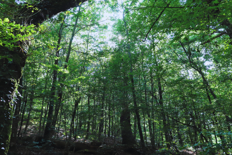 The Forest of Broceliande, France