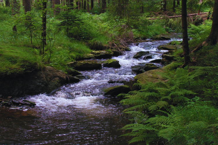 Freetown-Fall River State Forest, US