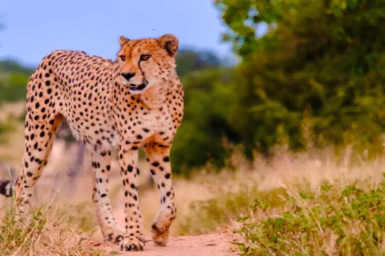 Kruger National Park, South Africa