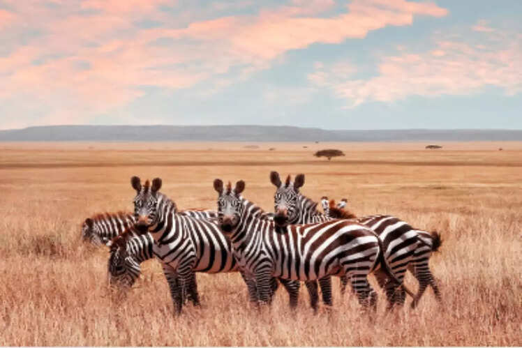 Serengeti National Park, Tanzania