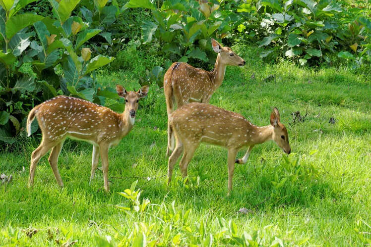 Mudumalai National Park (97 km)