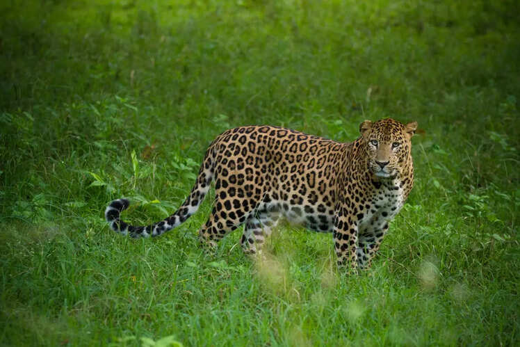 Nagarhole National Park (150 km)