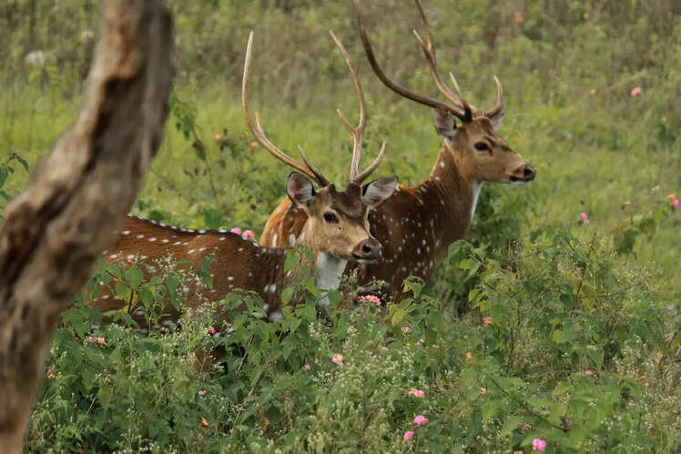 Eravikulam National Park (100 km)