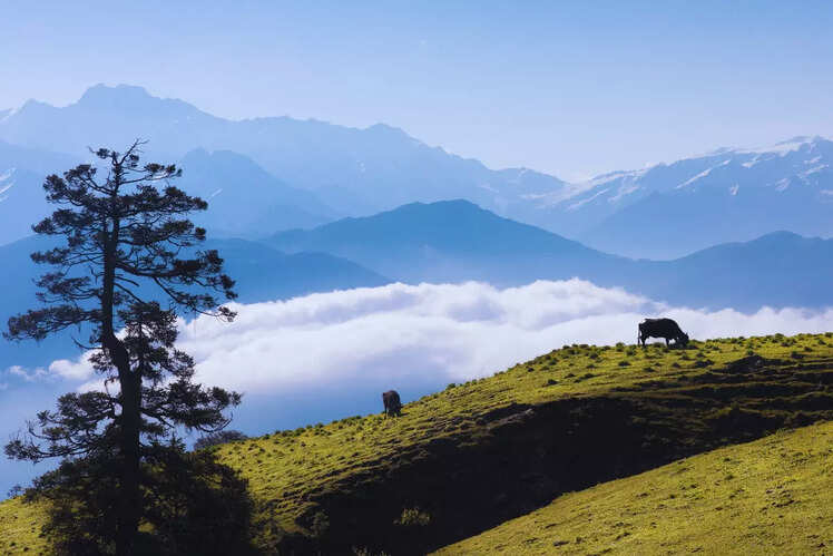 Dayara Bugyal Trek