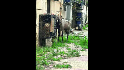 Nilgai: Nilgai spotted in GK-II, rescued by residents and forest dept