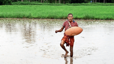 Rain after prolonged dry spell brings cheer, farmers hope to salvage rabi crop