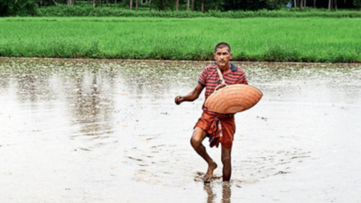 Rain after prolonged dry spell brings cheer, farmers hope to salvage ...