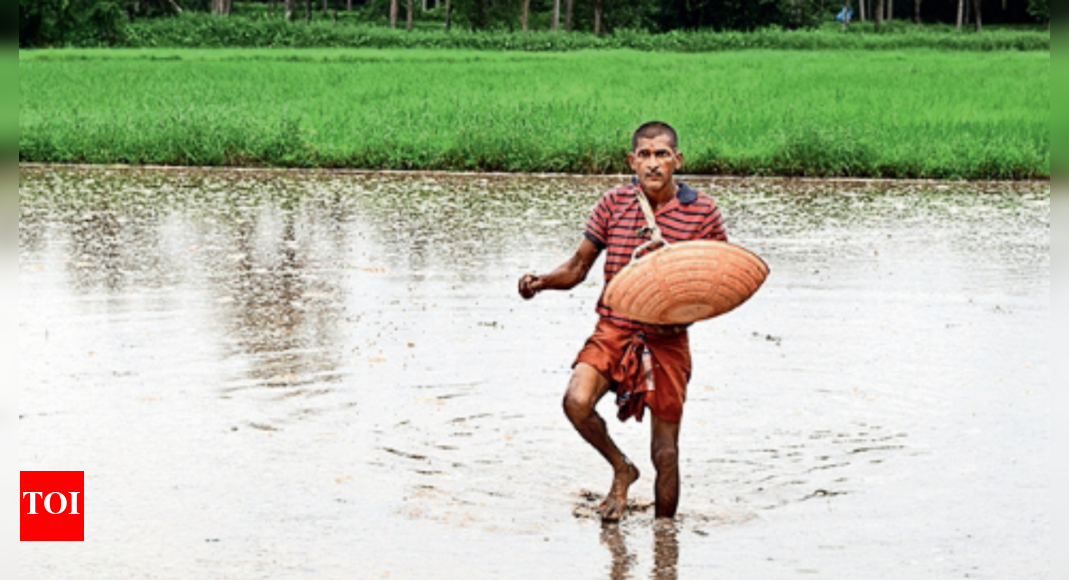 Rain after prolonged dry spell brings cheer, farmers hope to salvage ...