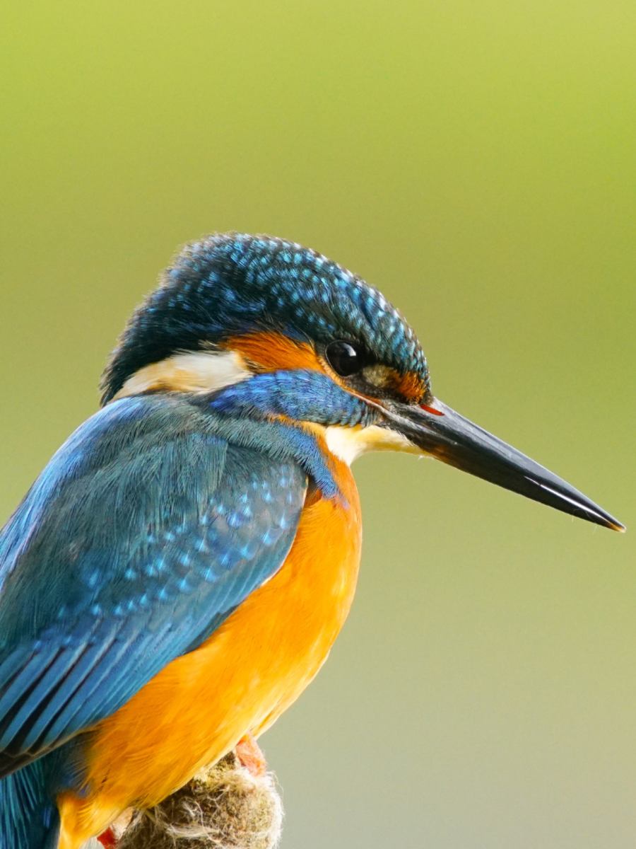 Tips To Attract Kingfisher Birds To Your Garden | Times Now