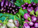 Why does Ayurveda advise against consuming eggplants during pregnancy