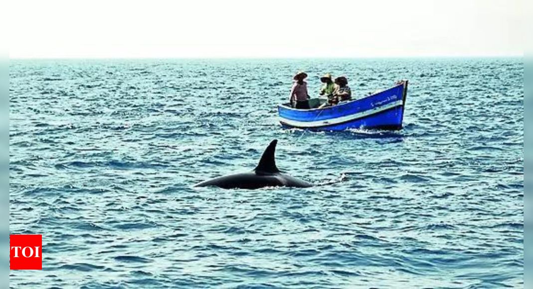 Orcas sink another boat near Iberia, worrying sailors before summer – Times of India