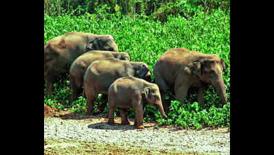 Second elephant census for southern states to be held for three days from May 23