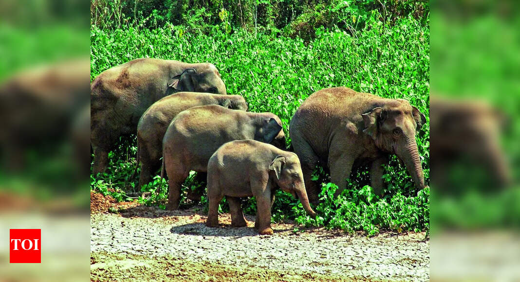 Elephant Census: Second elephant census for southern states to be held ...