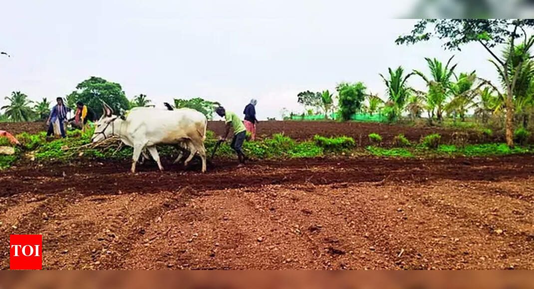 Farming: Farming activities resume in southern Karnataka and Malnad regions after heavy rain, farmers hopeful for good monsoon | Mysuru News - Vimarsana News