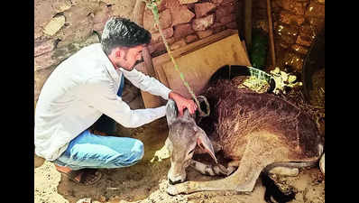 Botulism kills hundreds of cows in Jaisalmer
