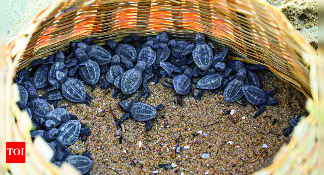 Olive Ridley Hatchlings: Decline in Olive Ridley Hatchlings Released ...