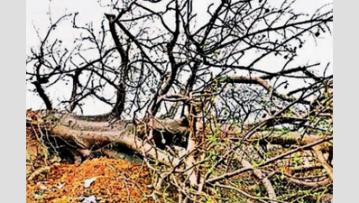 Ancient Khurasani Imli tree uprooted in Dhar village