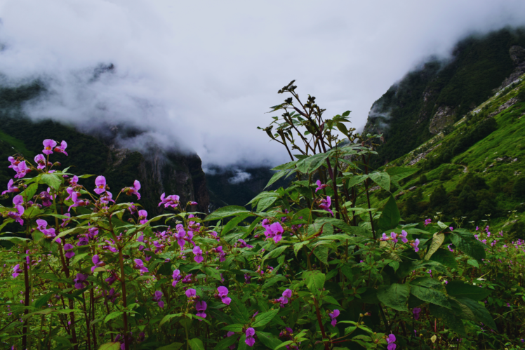 Valley of Flowers