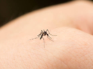 Debunking dengue myths in India: Separating fact from fiction