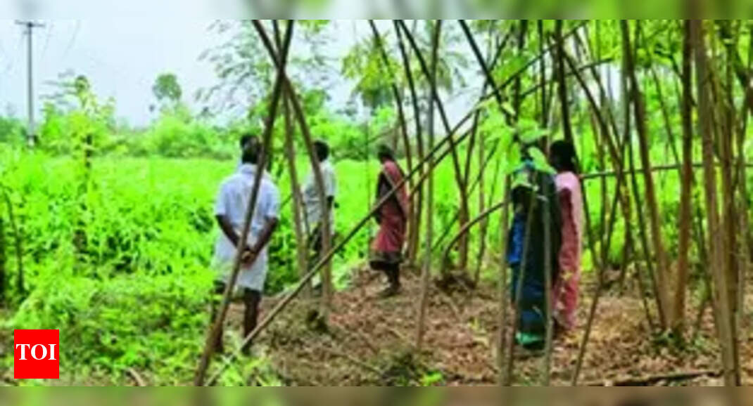 Electrocuted: Electrocution Incidents: Four People Killed in Salem, Erode, and Namakkal Districts | Coimbatore News - Vimarsana News