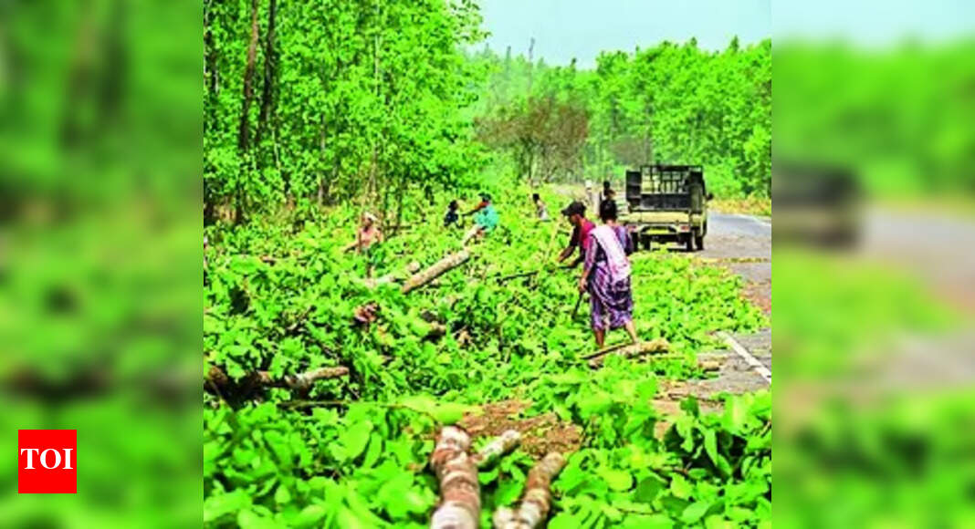 National Green Tribunal: NGT poser to Assam: Evidence withheld in bid to expand NH | Guwahati News - Vimarsana News