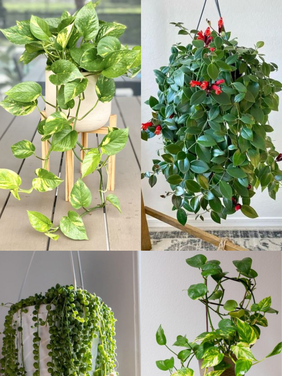 10 Hanging Plants That Are Window-Friendly | Times Now