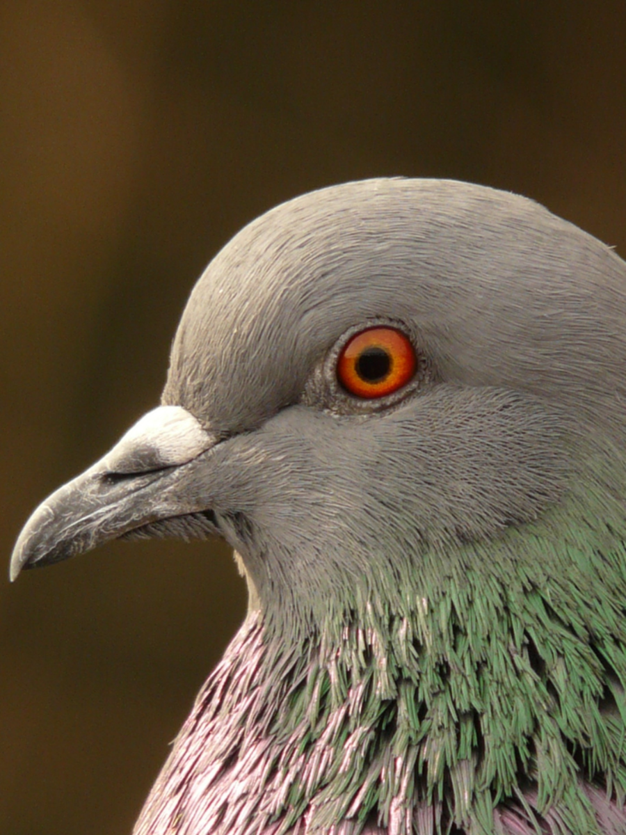 How To Clean Pigeon Poop From Your Balcony? | Times Now