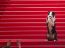 Meet the famous Palm Dog winners from Cannes