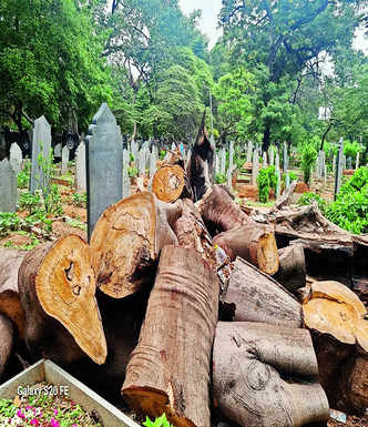 Log removal still lags behind in burial ground
