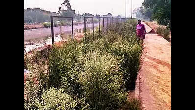 Green tribunal seeks report on Sidhwan canal pollution
