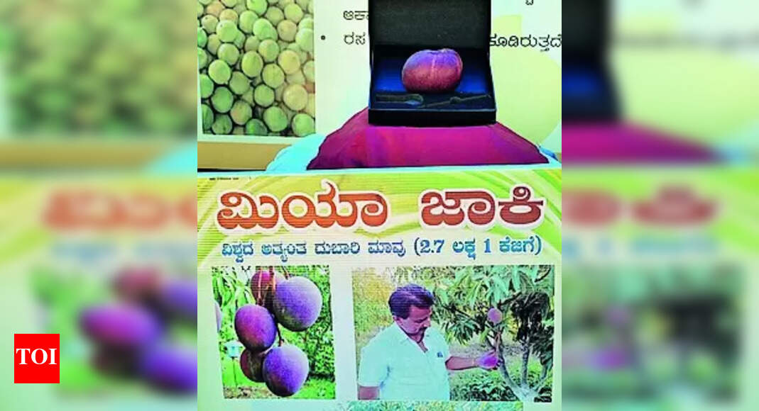 Miyazaki Mango: Costliest 'Miyazaki mango' on display | Hubballi News - Vimarsana News