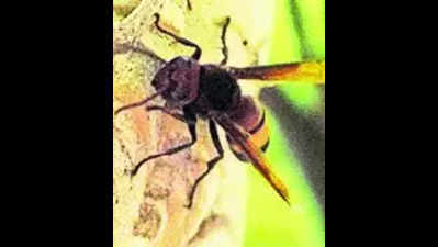 17-yr-old dies from wasp sting in Tsr