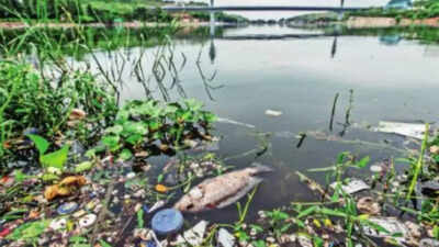Durgam Cheruvu Stink Hyderabad: Efforts to Address Durgam Cheruvu ...
