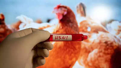 Bird flu found in western China as US combats cattle outbreak