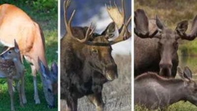 Humans not at risk of deadly chronic wasting disease: Study