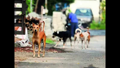 Stray dog census in Chennai to resume in June